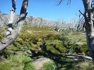 A forest of dead snow gums
