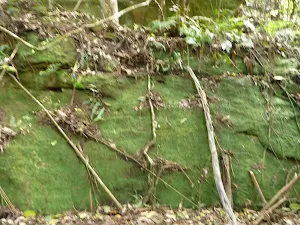 Moss wall south of Wollombi Brook crossing