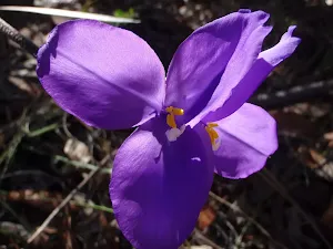 Patersonia Lily (Patersonia sericea)