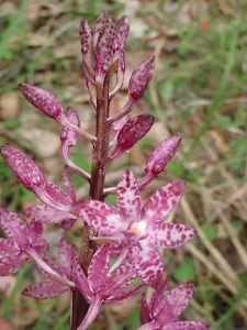 Dipodium punctatum (Hyacinth orchid)