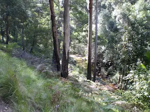 The Forest