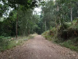 Lady Carrington Drive north of Forest Path intersection