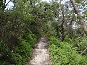 Track through low ferns