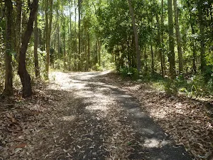 Trail through forest in Blackbutt Reserve