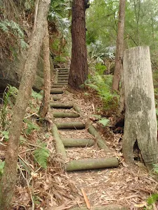 Timber steps on the Guringai Walk