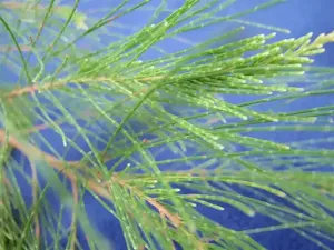 Casuarina