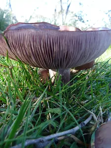 Mushrooms on the Cascade Trail
