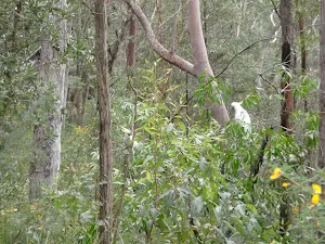 Cockatoos eating in bush