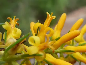 Pine leaf Geebung (Persoonia pinafolia)In bloom