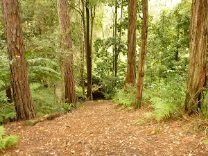 Track down to the creek near Turpentine campsite in the Watagans
