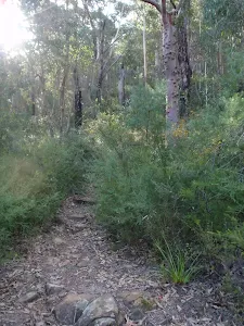 Track up to Martin's Lookout