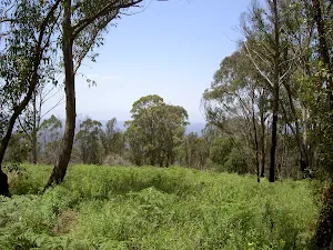 Mt Hay