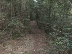 Sassafras Gully Track