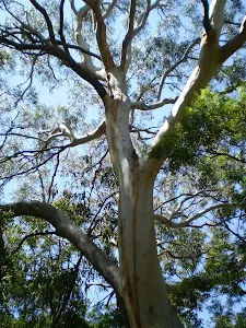 Towering gums on the Banks-Solander Trail
