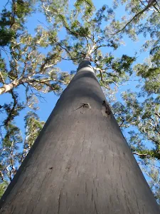 Blue Gum in the Forest