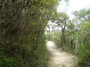 Overcliff Track