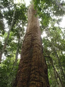 Post 3 a large Turpentine Tree