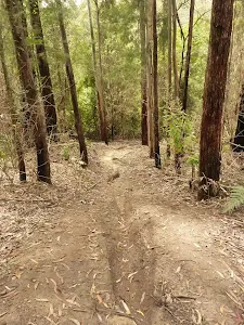 Steep track towards Abbotts Falls and Dora Creek in the Watagans