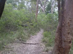 Continuing along the bushtrack