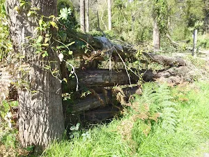 Old Cattle Yard