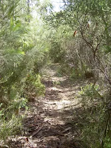 Track down to Winifred Falls