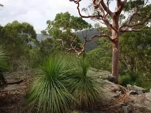 Cockle Creek Lookout