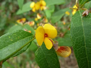 Yellow pea flower