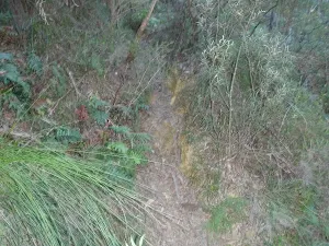 Track between Lyrebird Dell and Pool of Siloam