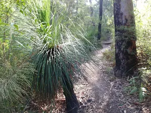 A grasstree by the track