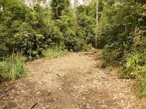 Management trail in the Watagans