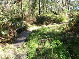Wooden bridge in the wetlands