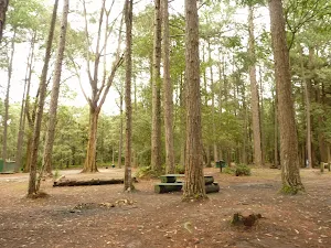 The Pines Camping Area