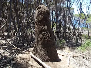 Giant ant mound marking the track