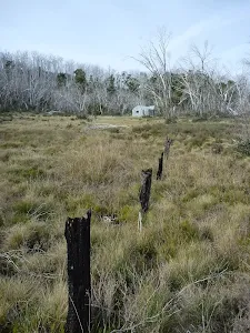 Old fence-line at Paton's Hut