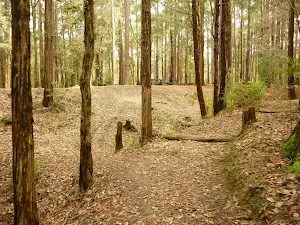 Approaching the Pines Picnic Area in the Watagans