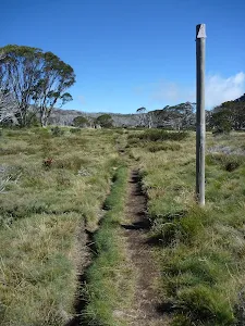 Some sections of the Porcupine Track are close the the snow pole line