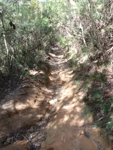 Track east of Breakfast Point Lookout