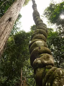 Attractive epiphyte vines near Abbotts Falls