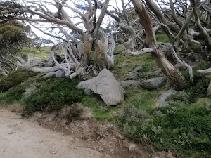 Snow gums beside the Summit Trail