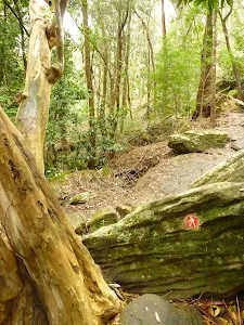 GNW arrow marker in dense moist forest
