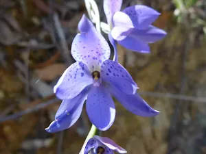 Spotted Sun Orchids (Thelymitra ixioides) beside the Sublime Point trail