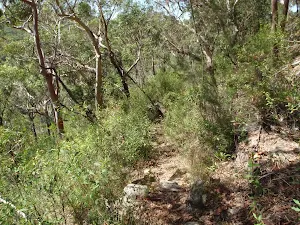 Through the bush