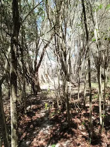 At the lower end of the Grass Tree Track