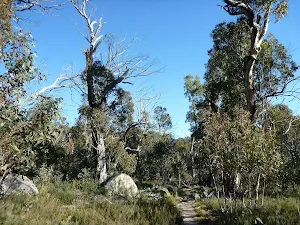 Forest on the Waterfall Walk