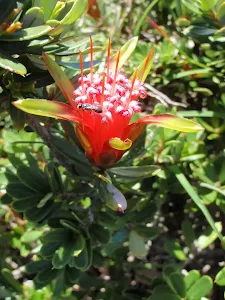 Lambertia formosa (Mountain Devil)