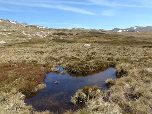 Small bog