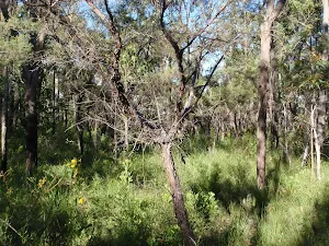 Bush along St Helena Spur