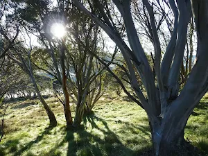 Snow gums beside the Cascade Trail