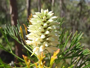 Grevillia