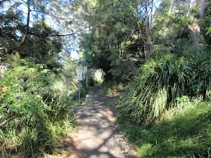 Bushwalking in Mosman